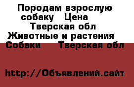 Породам взрослую собаку › Цена ­ 1 - Тверская обл. Животные и растения » Собаки   . Тверская обл.